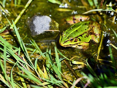 fauna v naší zahradě, najdete zde vzácné čolky horské i skokany